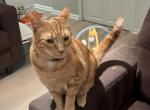 Tiger and Coco - Domestic Cat For Sale - Owings Mills, MD, US