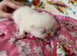 Flame Point female - Exotic Kitten For Sale - Pineville, LA, US