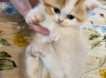 Sweet Pumpkin Reserved - Exotic Kitten For Sale - Pineville, LA, US