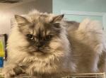 Smoky - Ragamuffin Cat For Sale - 