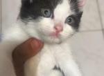 Lilly - Domestic Kitten For Sale - Paterson, NJ, US