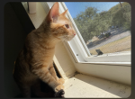 Moxxi - Domestic Cat For Sale - San Antonio, TX, US