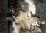 Persian females - Persian Kitten For Sale - 