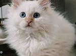 Persian male kitty - Persian Kitten For Sale - 