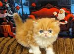 Vicont - Persian Kitten For Sale - Pembroke Pines, FL, US