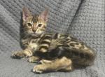 Roman - Bengal Kitten For Sale - 