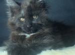 Salvator - Maine Coon Kitten For Sale - Hollywood, FL, US