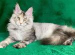 Cora - Maine Coon Kitten For Sale - Hollywood, FL, US