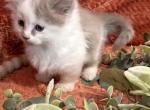 Lefty - Munchkin Kitten For Sale - 