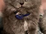 Female mix - American Curl Kitten For Sale - 