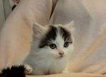 Precious - Munchkin Kitten For Sale - 