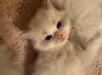 Bicolor lavender point - Ragdoll Kitten For Sale - 