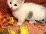 Pixie - Munchkin Kitten For Sale - 