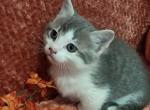 Larry - Munchkin Kitten For Sale - 