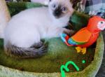 Blossoms - Siamese Kitten For Sale - PA, US