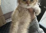 Rebel - British Shorthair Kitten For Sale - Paterson, NJ, US