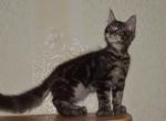 Alex - Maine Coon Kitten For Sale - Las Vegas, NV, US