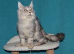 Amanda - Maine Coon Kitten For Sale - Las Vegas, NV, US