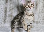 Savannah kitten - Savannah Kitten For Sale - 