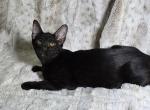 Savannah kitten - Savannah Kitten For Sale - Liberty, WV, US