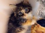 Sweet pea - Domestic Kitten For Sale - Vancouver, WA, US