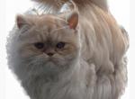 Cream boy - Persian Kitten For Sale - Ephrata, PA, US