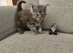 Blue smoke Maine Coon - Maine Coon Kitten For Sale - 