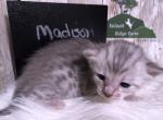 Madison - Savannah Kitten For Sale - Franklin, NC, US