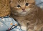 Lucy - Scottish Fold Kitten For Sale - North Richland Hills, TX, US