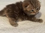 Rusty - Scottish Fold Kitten For Sale - North Richland Hills, TX, US