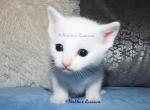 Russian White Kittens - Russian Blue Kitten For Sale - Springfield, OH, US