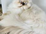 Persian cat Maya - Persian Cat For Sale - 