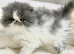 Persian kitten - Persian Kitten For Sale - Ontario, NY, US