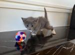 Russian blue mix litter - Russian Blue Kitten For Sale - 