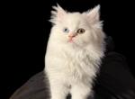 Rose - Persian Kitten For Sale - San Antonio, TX, US