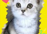 Scottish Fold & Straight Kittens - Scottish Fold Kitten For Sale - TX, US