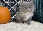 Solid Blue Mitted girl - Ragdoll Kitten For Sale - 