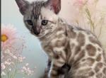 Christmas Kittens - Bengal Kitten For Sale - St. Louis, MO, US