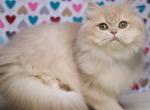 Luisa - British Shorthair Kitten For Sale - Pembroke Pines, FL, US