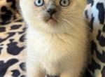 Blye Eyes Forever Boy     NOT A BROKER  RESELLER - British Shorthair Kitten For Sale - Providence, RI, US