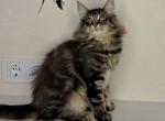 Zafar - Norwegian Forest Kitten For Sale