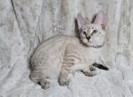 Zarah Litter - Savannah Kitten For Sale - 