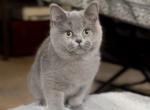 Blue Female - British Shorthair Kitten For Sale - 