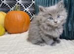 Solid Blue girl - Ragdoll Kitten For Sale - 