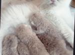 British Shorthair - British Shorthair Kitten For Sale - 