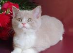 Leo - British Shorthair Kitten For Sale - Pembroke Pines, FL, US