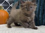 Solid Seal Sepia girl - Ragdoll Kitten For Sale - 