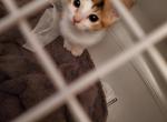 Chloe - Domestic Kitten For Adoption - Dalton, GA, US