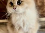 Latte - American Longhair Kitten For Sale - Houston, TX, US