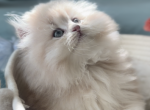 Poloris - Persian Kitten For Sale - Houston, TX, US